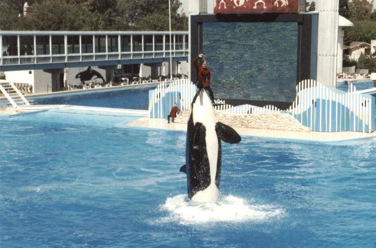 Sea World - Shamu der Killerwal